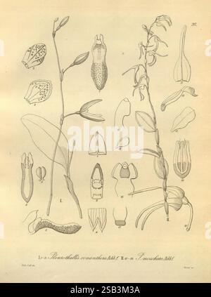 Xenia orchidacea, Leipzig, F.A. Brockhaus, 1858-1900, diese detaillierte botanische Illustration zeigt verschiedene Orchideenarten der Gattung „Restrepia“. Die Komposition hebt mehrere Blumenstrukturen hervor und zeigt ihre komplexen Formen und Formen. Jeder beschriftete Teil veranschaulicht die verschiedenen Phasen und Arten von Blüten, einschließlich verschiedener Blütenformationen, Blätter und einzigartiger Fortpflanzungsstrukturen. Die eleganten Linien und feinen Details unterstreichen die Komplexität und Schönheit dieser Pflanzen und machen sie zu einer wertvollen Ressource für das Verständnis der Morphologie und Taxonomie von Orchideen. Das Layout ist methodisch Stockfoto
