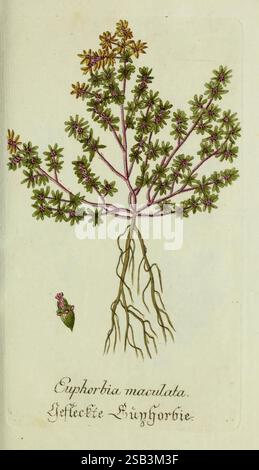 Plantarum indigenarum et exoticarum icones ad vivum coloratae, oder, Sammlung nach der Natur gemalter Abbildungen inn- und ausländlischer Pflanzen, für Liebhaber und Beflissene der Botanik, Pflanzen, fast, Botanik, Bildwerke, Euphorbia maculata, die Illustration zeigt eine detaillierte botanische Darstellung von Euphorbia maculata, allgemein bekannt als Spoted Spurge. Die Pflanze weist eine fein strukturierte Anordnung grüner Blätter auf, die sich durch eine Mischung kleinerer, herzförmiger Blätter auszeichnet, die sich entlang schlanker, rötlicher Stämme abwechseln. Zarte Blütenteile rosa-violett blühen am t Stockfoto