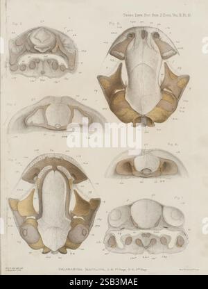Transaktionen der Linnean Society of London, London, [The Society], 1879, Gelernte Institutionen und Gesellschaften, Naturgeschichte, Zeitschriften, Zoologie, diese Illustration zeigt detaillierte anatomische Studien der Mundteile der Art *Salamandra maculosa*, allgemein bekannt als der Fleckensalamander. Der obere Abschnitt zeigt verschiedene Ansichten und hebt die Struktur und Anordnung von Kiefer und Zähnen hervor, einschließlich detaillierter Beschriftung bestimmter Bereiche. Der untere Abschnitt zeigt eine Reihe von Variationen in der Morphologie, die die Unterschiede, die innerhalb der Arten existieren können, betonen. Die Verwendung von o Stockfoto