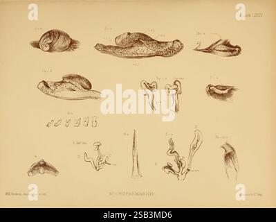 Land Süßwasser Mollusca Indien London Taylor Francis 1882 Asia India Mollusks Muscheln, diese detaillierte Abbildung zeigt eine Vielzahl von Meeresmuscheln und ihre anatomischen Merkmale. Die systematisch angeordneten Exemplare umfassen verschiedene Formen und Strukturen, wie Schalen-, innere Organe und einzigartige morphologische Merkmale. Jede beschriftete Figur veranschaulicht die Vielfalt der Formen, von gestreckten Formen bis hin zu gewickelten Strukturen, und betont die komplizierte Gestaltung und Anpassung dieser Organismen an ihre aquatischen Umgebungen. Die wissenschaftliche Kennzeichnung enthält einen klaren Verweis auf e Stockfoto