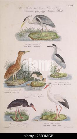 Skandinaviens Fugle, Kjøbenhavn, L.A. Jørgensen, 1875-1879, Birds, Dänemark, Island, Grönland, Skandinavien, Nycticorax nycticorax, Schwarzgekrönter Nachtreiher, Ciconia ciconia, Weißstorch, Ardea cinerea, Graureiher, Ciconia nigra, Botaurus stellaris, Schwarzstorch, Ixobrychus minutus, kleiner Bittern, Great Bittern., Eine wunderschön illustrierte Sammlung verschiedener Wasservögel aus einer historischen naturgeschichtlichen Publikation. Der obere Teil zeigt einen Reiher, der anmutig zwischen Gras und Schilf steht und seine langen Beine und seine elegante Haltung unterstreicht. Darunter ist ein markanter Bitterstoff dargestellt, der sich in ihn einfügt Stockfoto