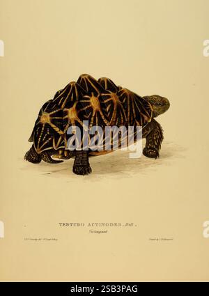 Schildkröten, Schildkröten und Schildkröten, London, Paris, und Frankfurt, H. Sotheran, J. Baer & Co, 1872, Turtles, Terrapin, Testudinidae, Bildwerke, Geochelone elegans, Eine detaillierte Illustration einer Schildkröte mit ihren einzigartigen Schalenmustern und Texturen. Die Schildkröte ist von der Seite dargestellt, was einen klaren Blick auf ihren aufwändig gestalteten Panzer mit auffälligen geometrischen Formen und auffälligen Farben ermöglicht. Seine stabilen Gliedmaßen sind an der Oberfläche geerdet, während der Kopf leicht angehoben ist, was auf Wachheit hindeutet. Beschriftungen kennzeichnen die Art als „Testudo actinodes“ und markieren sie Stockfoto