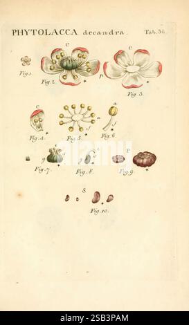 Illustratio, systematis, sexualis, Linnaeani, Francofurti, Ad, Moenum, Varrentrapp, et, Wenner, 1789. Pflanzen, Klassifizierung, linné, TheNewYorkBotanicalGarden, Bildwerke, Carlvon, phytolacca americana, Eine botanische Illustration, die verschiedene Teile der Phytolacca decandra Pflanze, allgemein bekannt als Pokeweed, zeigt. Die Abbildung enthält beschriftete Abbildungen, die verschiedene Aspekte der Morphologie der Pflanze wie Blüten, Blätter und Früchte beschreiben. Jede beschriftete Figur ist methodisch angeordnet, wobei spezifische strukturelle Merkmale und Klassifizierungen hervorgehoben werden, was zum Verständnis von beiträgt Stockfoto
