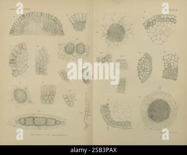 Annalen der Botanik, London, Botanik, Zeitschriften, Pflanzen, diese Abbildung zeigt eine Reihe detaillierter botanischer Studien, die sich auf verschiedene Gewebestrukturen konzentrieren. Jeder markierte Abschnitt hebt verschiedene Zellformationen hervor, einschließlich Querschnitte von Stämmen, Wurzeln und Blättern, die die komplexe Anordnung der Zellen zeigen. Das akribische Rendering veranschaulicht Merkmale wie epidermale Schichten, Gefäßbündel und Parenchymgewebe und bietet Einblicke in die Anatomie und Funktion von Pflanzen. Die Zählung der einzelnen Proben ermöglicht eine einfache Referenz und erleichtert ein tieferes Verständnis Stockfoto