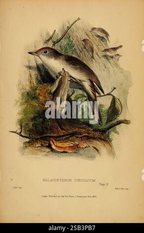 Beiträge zur Naturgeschichte von Labuan und den angrenzenden Küsten von Borneo, London, J. Van Voorst, [1855], Borneo, Labuan, Naturgeschichte, Malacopteron cornutum, Malacopteron cinereum, Eine detaillierte Abbildung eines Malacopteron coronatum, allgemein bekannt als das gekrönte Malacopteron. Der Vogel wird auf einem Ast dargestellt und zeigt seine besonderen Merkmale, darunter einen schlanken Körper, spitze Flügel und eine dezente Farbpalette, die sein Gefieder hervorhebt. Um den Vogel herum befinden sich Elemente seines natürlichen Lebensraums, wie Blätter und Zweige, die den Kontext seiner Umgebung bilden. Die Illustration Stockfoto