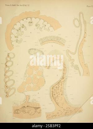 Jamaican Actiniaria Dublin Royal Dublin Society 1898 Jamaica Sea Anemones Zoantharia, diese Abbildung zeigt verschiedene komplexe biologische Formen und Strukturen, die wahrscheinlich Organismen oder Zellformationen darstellen. Der zentrale Bereich zeigt eine große, abgerundete Form, gefüllt mit kleineren runden und ovalen Mustern, die möglicherweise Zell- oder Gewebeanordnungen darstellen. Um diese herum befinden sich verlängerte und verdrehte Formen, die auf eine Reihe anatomischer Merkmale hinweisen. Textetiketten, die wahrscheinlich Namen oder Beschreibungen der illustrierten Exemplare enthalten, sind während der gesamten Komposition angeordnet, was ihre Ed unterstreicht Stockfoto
