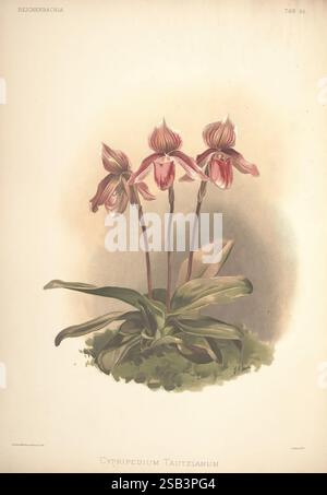 Reichenbachia, St. Albans, London, New York, F. Sander & Co, Orchid Growers & Importers, H. Sotheran & Co, I. Forstermann, 1888-1890. Orchidaceae, Henry Frederick Conrad Sander, Orchideen, Botanik, Blumen, Taxonomie: Family= Orchidaceae, Henry George Moon, Cypripedium tautzianum, dieses Kunstwerk besteht aus drei Cypripedium Tautzianum-Orchideen, die ihre eleganten, geschwungenen Blütenblätter präsentieren, die sanftes Rosa und Creme miteinander verbinden. Die Blüten sind von üppig grünen Blättern eingerahmt, die einen lebhaften Kontrast zu den Blüten bilden. Die Komposition hebt die komplizierten Details der Orchi hervor Stockfoto