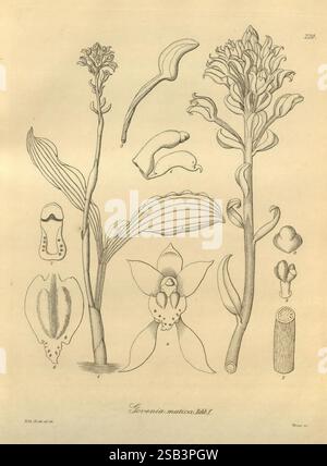 Xenia orchidacea, Leipzig, F.A. Brockhaus, 1858-1900., die Illustration zeigt eine detaillierte botanische Untersuchung der *Govenia muscosa*, einer Orchideenart. Hervorzuheben sind zwei blühende Stiele mit langen Blättern und markanten Blütenstrukturen. Der obere Abschnitt zeigt die vollständige Umrisse der Pflanze, während der untere Abschnitt komplizierte Zeichnungen verschiedener Teile enthält, wie die Anatomie der Blume, die Elemente wie Blütenblätter, Sepalen und die einzigartige Säulenstruktur, die für Orchideen zentral ist, hervorhebt. Jedes Teil ist sorgfältig beschriftet, um Einblicke in die spezifischen Merkmale zu erhalten, die definieren Stockfoto