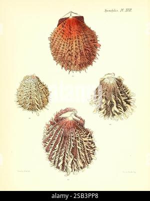 Conchologia Iconica Illustrationen Muscheln Molluscous Animals London Reeve Brothers 1843-1878 Mollusks Pictorial Works, die Illustration zeigt eine Sammlung detaillierter Muscheln, die ihre einzigartigen Texturen und Formen zeigen. Jede Schale zeigt eine Reihe von natürlichen Mustern, von gerippten Oberflächen bis zu verzierten Fransen, die die Schönheit der Meereslebewesen hervorheben. Die leuchtende Farbgebung der Schalen reicht von tiefen Rot- und Orangentönen bis hin zu weicheren Tönen, die ihre besonderen Eigenschaften unterstreichen. Die Schalen sind so positioniert, dass sie einen klaren Überblick über ihre Formen erhalten und Einblicke in die erhalten Stockfoto