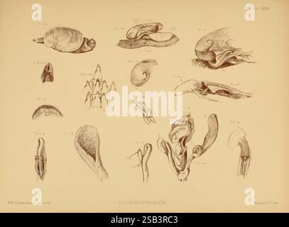 Land, Süßwasser, Mollusca, Indien, London, Taylor und Francis, 1882. Asien, Indien, Weichtiere, Muscheln, eine Reihe detaillierter Illustrationen, die verschiedene Meeresorganismen und ihre anatomischen Strukturen zeigen. Die Kollektion umfasst eine Auswahl an Schalenformen, die ihre einzigartigen Formen und Eigenschaften hervorheben. Zu den bemerkenswerten Exemplaren gehören eine detaillierte Zeichnung einer Muschel, die ihre symmetrische Schale betont, sowie Abbildungen anderer Weichtiere mit ausgeprägter Krümmung und Textur. Weitere Darstellungen können die inneren Strukturen dieser Lebewesen darstellen, die Einblicke in ihre biologischen Eigenschaften geben Stockfoto