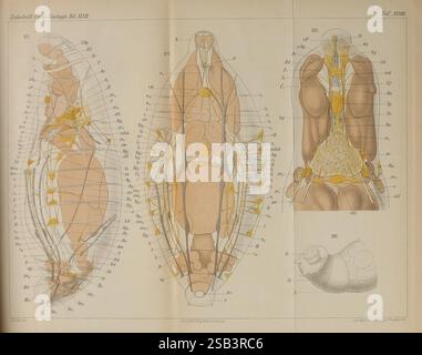 Zeitschrift für wissenschaftliche Zoologie Leipzig Wilhelm Engelmann 1849- Anatomie Vergleichende Bibliographie Zeitschriften Zoologie Museum für Vergleichende Zoologie, die Illustration zeigt eine detaillierte anatomische Untersuchung verschiedener Meeresorganismen, die ihre inneren Strukturen und biologischen Systeme zeigt. Die Mittelfiguren werden in einem Diagrammstil dargestellt, der die Muskulatur, das Skelettgerüst und die Orgelplatzierung hervorhebt. Im linken und rechten Fenster werden verschiedene Perspektiven desselben Organismus angezeigt, wobei Symmetrie und anatomische Merkmale hervorgehoben werden, während der untere Bereich eine Vergrößerung ermöglicht Stockfoto