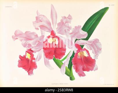 Lindenia, Gand [Belgien], Impr. F. Meyer-van Loo, 1885-1906, Klassifizierung, Reiseführer, Identifizierung, Nomenklatur, Nomenklatur, populär, Orchidaceae, Orchideen, malerische Werke, Terminologie, diese Illustration zeigt ein atemberaubendes Arrangement von Cattleya-Orchideen mit leuchtenden rosa und roten Blüten, die einen schönen Kontrast zu den üppigen grünen Blättern bilden. Die Blüten sind elegant detailliert und betonen die komplizierten Texturen und zarten Formen jedes Blütenblattes. Die Gesamtkomposition verströmt ein Gefühl natürlicher Schönheit und Anmut und unterstreicht die einzigartigen Eigenschaften dieses exquisiten Blütenpracht Stockfoto