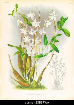 Lindenia, Gand [Belgien], Impr. F. Meyer-van Loo, 1885-1906, Klassifizierung, Reiseführer, Identifizierung, Nomenklatur, populäre Nomenklatur, Orchidaceae, Orchideen, Bildwerke, diese Abbildung zeigt das elegante Dendrobium crumenatum, allgemein bekannt als Taubenorchidee. Die Komposition besteht aus hohen, schlanken Stielen, die mit üppig grünen Blättern verziert sind und einen auffälligen Kontrast zu den zarten weißen Blüten bilden, die eine einzigartige, sternförmige Form haben. Die Blüten weisen subtile Details auf, die ihre komplexen Blütenblätter und ihre zentralen Markierungen zeigen. Außerdem ein kleinerer Dep Stockfoto