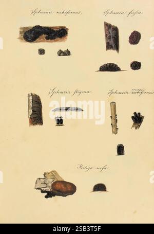 Icones fungorum Niskiensium vor 1805 Pilze Deutschland Identifizierung Niesky Botanik Pilze Lewis David de Schweinitz, die Darstellung zeigt eine Reihe von botanischen Exemplaren und natürlichen Elementen, die akribisch auf einem beigen Hintergrund angeordnet sind. Oben wird eine Sammlung verschiedener Pilze präsentiert, die Variationen in Form und Textur zeigen. Jedes Exemplar ist mit seinem wissenschaftlichen Namen in einer eleganten Schrift versehen. In der Mitte wird eine ausgeprägte, längliche Form hervorgehoben, die möglicherweise eine Pflanze oder Samenkapsel darstellt, begleitet von einem weiteren Satz kleiner, runder Objekte, die Beeren oder Samen ähneln Stockfoto