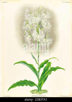 Lindenia, Gand [Belgien], Impr. F. Meyer-van Loo, 1885-1906, Klassifizierung, Reiseführer, Identifizierung, Nomenklatur, populäre Nomenklatur, Orchidaceae, Orchideen, Bildwerke, Terminologie, Eine wunderschön illustrierte Darstellung der Habenaria medusa, gekennzeichnet durch ihre zarten, gerafften weißen Blüten, die eine auffällige Ähnlichkeit mit fließenden Tentakeln aufweisen. Diese Orchidee steht elegant auf einem grünen Stiel, unterstützt von breiten, üppigen Blättern an der Basis. Die detaillierte Darstellung fängt die komplizierte Struktur jeder Blume ein und hebt ihre einzigartigen Merkmale und die insgesamt anmutige Erscheinung hervor Stockfoto