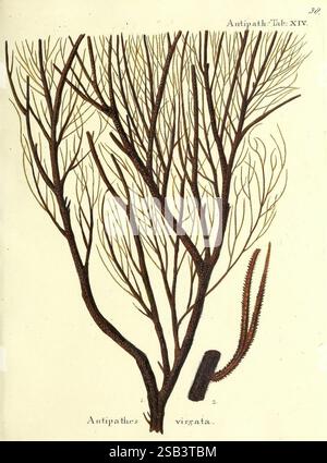 Die Pflanzenthiere in Abbildungen nach der Natur, Nürnberg, in der Raspischen Buchhandlung, 1791-1830, Cnidaria, Ctenophora, Coral, diese Abbildung zeigt eine detaillierte Darstellung der Antipathes virgatia, einer Art schwarzer Korallen. Die komplizierte, verzweigte Struktur zeigt die komplexen Formationen der Korallen, die einem komplizierten Baum oder Sträucher mit feinen, zarten Zweigen ähneln, die sich vom Hauptstamm erstrecken. Die Abbildung zeigt sowohl die natürliche Eleganz als auch die einzigartigen Eigenschaften dieses Meeresorganismus und unterstreicht seine Rolle in Unterwasser-Ökosystemen. Der untere Teil des Bildes Stockfoto