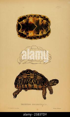 Schildkröten, Schildkröten und Schildkröten, London, Paris, und Frankfurt, H. Sotheran, J. Baer & Co, 1872, Pictorial Works, Terrapin, Testudinidae, Schildkröten, Psammobates geometricus, Testudo geometrica. diese Abbildung zeigt die Anatomie einer Schildkröte, die als „Testudo Geometrica“ bezeichnet wird. Es verfügt über drei unterschiedliche Ansichten: Die Draufsicht der Schale, ein Seitenprofil, das die Merkmale des Tieres anzeigt, und eine detaillierte Umrisse. Die Schildkröte ist mit einer wunderschön gemusterten Schale dargestellt, die sich durch geometrische Formen und reiche Texturen auszeichnet. Die Abbildung betont die komplizierte Konstruktion der Schale mit va Stockfoto