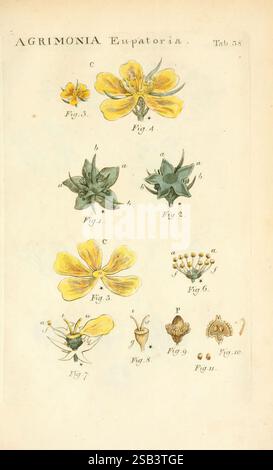Illustratio Systematis Sexualis Linnaeani Francofurti Ad Moenum Varrentrapp et Wenner 1789 Pflanzenklassifikation Linné der New Yorker Botanische Garten Bildwerke Carl von Linne Agrimonia Eupatoria zeigt die Illustration verschiedene Details der Agrimonia eupatoria Pflanze. Oben befinden sich mehrere Blumen- und Blattanordnungen, die mit Buchstaben und Zahlen gekennzeichnet sind. Der erste Abschnitt zeigt eine detaillierte Ansicht der gelben Blüten und hebt deren Blütenblätter und Struktur hervor. Unten sind mehrere Blattformationen und Samenköpfe dargestellt, die einen Einblick in die Morphologie der Pflanze geben. Jedes Teil ist Stockfoto