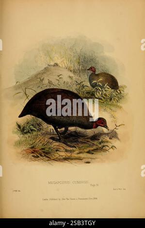 Beiträge zur Naturgeschichte von Labuan und den angrenzenden Küsten von Borneo London, J. Van Voorst, [1855] Borneo, Labuan, Natural History, Megapodius cumingii, die Illustration zeigt zwei Megapodius cumingii, allgemein bekannt als der Cuming's Pinsel. Im Vordergrund ist ein truthahn auf dem Boden dargestellt, dessen dunkles Gefieder durch einen roten Kopf und Hals hervorgehoben wird. Im Hintergrund steht ein zweiter truthahn zwischen Gräsern und zeigt eine ähnliche Färbung und Haltung. Der natürliche Lebensraum wird durch eine stilisierte Darstellung von Laub und Gelände vorgeschlagen, die an die nat der Vögel erinnert Stockfoto