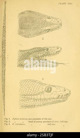 Indische Schlangen, Madras, Higginbotham, 1874, China, Indien, Schlangen, Südasien, Python molurus, Python reticulatus, Taxonomie: Unterordnung = Serpentes, Welttag der Schlange. diese Illustration zeigt eine detaillierte Darstellung von drei verschiedenen Ansichten einer Schlange, insbesondere den Kopf und die Abschnitte ihres Körpers. Die erste Abbildung zeigt eine Seitenansicht des Kopfes der Schlange und betont die Struktur und Morphologie der Skala. Die zweite Abbildung zeigt eine Frontalansicht des Kopfes des jungen Exemplars und veranschaulicht seine Besonderheiten und Blickposition. Die dritte Figur bietet eine andere Perspektive, wahrscheinlich hoch Stockfoto