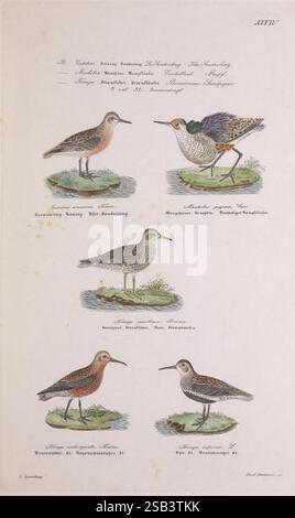 Skandinaviens Fugle, Kjøbenhavn, L.A. Jørgensen, 1875-1879, Birds, Dänemark, Island, Grönland, Skandinavien, Sanderling, Calidris alba, Calidris alpina, Dunlin, Calidris maritima, Calidris ferruginea, lila Sandpiper, Ruff, Calidris pugnax, Little Brach, die Illustration zeigt eine Vielzahl von Küstenvögeln, die in detaillierten, farbenfrohen Darstellungen dargestellt werden. In der obersten Reihe gibt es zwei Arten: Der erste Vogel wird als „Sandpiper“ mit schlanken Beinen und einem spitzen Schnabel identifiziert, während die zweite, der „gefleckte Rotschenkel“, durch sein markantes, gesprenkeltes Gefieder und leicht geschwungenen Schnabel gekennzeichnet ist. Die Mittelklasse Stockfoto