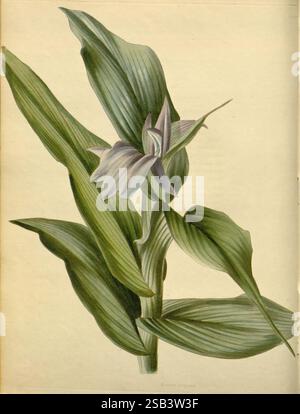Das botanische Kabinett London John Arthur Arch 1817-1833, Eine botanische Illustration mit einer zarten Blume mit langen Blättern. Die Blüte, die sich durch ihre weißen und violetten Blüten auszeichnet, taucht anmutig aus einer Gruppe von leuchtend grünem Laub hervor. Die Blätter sind breit und deutlich geädert, was ein Gefühl von üppiger und vitaler Ausstrahlung vermittelt. Diese Darstellung hebt die komplizierten Details der Anatomie der Pflanze hervor und unterstreicht die natürliche Schönheit und Komplexität der Flora. Die Gesamtkomposition feiert die Eleganz der botanischen Welt. Stockfoto