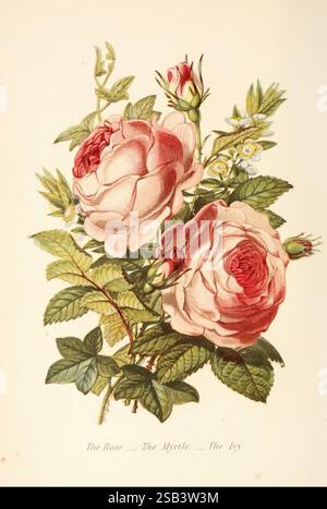 Die Sprache der Blumen oder florale Embleme der Gedanken, Gefühle und Gefühle, London, G. Routledge, 1869. Blumensprache, Ein wunderschön illustriertes Arrangement mit zwei üppigen, blühenden Rosen in verschiedenen Rosa-Tönen, begleitet von zarten weißen Blüten und leuchtend grünen Blättern. Die komplizierten Details der Blütenblätter betonen ihre weiche Textur, während das satte Laub der Komposition Tiefe verleiht. Unter den Blumen werden sie in der Beschriftung elegant als „die Rose“ bezeichnet, mit zusätzlichen Hinweisen auf „die Myrte“ und „die Efeu“, was ein botanisches Thema andeutet, das die Schönheit der Blumen zelebriert Stockfoto