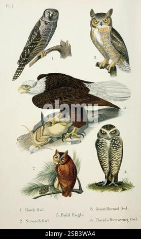 Ein populäres Handbuch der Vögel der Vereinigten Staaten und Kanadas, Boston, Little, Brown, 1903, Vögel, Nordamerika, Surnia ulula, Megascops asio, Bubo virginianus, Athene cunicularia, Taxonomie: trinomial= Athene cunicularia floridana, Haliaeetus leucocephalus, Eule, diese Abbildung zeigt eine Vielzahl von Eulen und einen Weißkopfseeadler, die ihre charakteristischen Eigenschaften zeigen. An der Spitze gibt es drei verschiedene Eulenarten: Die Hawk Ewl, bekannt für ihren langen Körper und ihren scharfen Blick; die große Horneule, die sich durch ihre markanten Ohrbüschel auszeichnet; und die Kreischeule, die eine kompakte Form und V hat Stockfoto