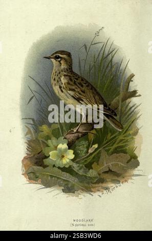 Bekannte Wildvögel, London, New York, Cassell, 1883, Vögel, Wörterbücher, Bildwerke, Lullula arborea, holzlark, eine wunderschön illustrierte holzlarke ist auf einem Zweig, umgeben von üppigem Grün, dargestellt. Der Vogel zeigt ein meliertes braunes Gefieder mit subtilen Flecken, die seine natürliche Tarnung demonstrieren. Unter der waldlark taucht eine zarte gelbe Blume aus dem Laub hervor, die der ruhigen Szene einen Farbtupfer verleiht. Der Hintergrund zeigt weiche Grasschattierungen, die die ruhige Atmosphäre der Illustration verstärken. Das detailreiche Kunstwerk fängt das Wesen des woodlark’s h ein Stockfoto