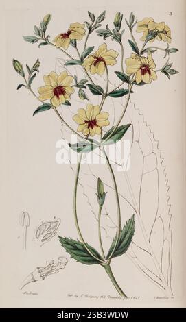 Edwards botanisches Register London, James Ridgway 1829-1847 1829 Botanik Kupferstich England Grafikmedien Großbritannien handkolorierte Ikonen Zeitschriften Bildwerke Pflanzeneinführungspflanzen Zierpflanzen Sarah Ann Drake 2 Frauen in der Wissenschaft zeigt diese Illustration eine zarte Pflanze mit mehreren gelben Blumen, jede mit einem dunklen kastanienbraunen Zentrum verziert. Die Blüten, die von einem schlanken Stiel blühen, werden von mehreren grünen Blättern begleitet, die ein strukturiertes Aussehen zeigen. Unterhalb der Hauptdarstellung befinden sich detaillierte Skizzen von floralen Teilen, darunter eine einzelne Blume mit Stockfoto