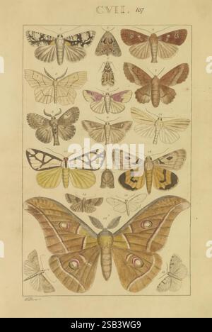 Schmetterlinge, Manuskript, [zwischen 1873 und 1883?], Schmetterlinge, Lebenszyklen, Manuskripte, Bildwerke, Insekten, Schmetterlinge, Eine Sammlung von elegant illustrierten Schmetterlingen und Falter, die verschiedene Arten in komplexen Details zeigen. Die Anordnung umfasst ein Spektrum von Farben und Mustern, die die einzigartigen Eigenschaften der einzelnen Proben hervorheben. Die Arten sind nummeriert, wobei einige leuchtende Markierungen aufweisen, während andere mit dezenten Farbtönen verziert sind. Die Illustration dient als Studie zur Entomologie und erfasst die Schönheit und Vielfalt dieser Insekten in einem dekorativen Format. Jeweils Stockfoto