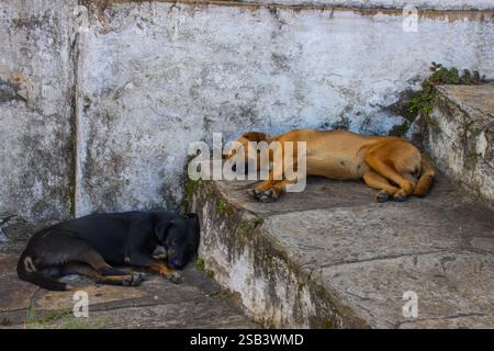 Straßenhunde in Brasilien, einschließlich einer Karamelo-Mischrasse Stockfoto