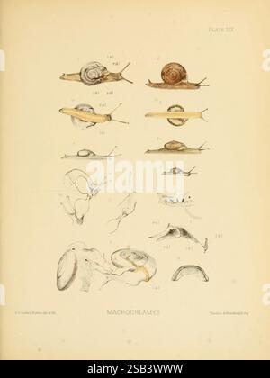 Land, Süßwasser, Mollusca, Indien, London, Taylor und Francis, 1882. Asien, Indien, Weichtiere, diese Abbildung zeigt eine Reihe detaillierter Skizzen verschiedener Arten von Macrochlamys, einer Art Landschnecke. Die Anordnung umfasst mehrere Ansichten jeder Probe, die einen umfassenden Überblick über ihre physikalischen Eigenschaften bieten. Im oberen Abschnitt werden die dorsalen und lateralen Ansichten verschiedener Schnecken dargestellt, wobei deren Schalenformen und -Merkmale hervorgehoben werden. Der untere Abschnitt bietet eine genauere Untersuchung anatomischer Details und zeigt die Körperstruktur und Bewegung der Schnecke. Jede Zeichnung ist meti Stockfoto