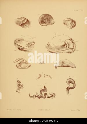 Land, Süßwasser, Mollusca, Indien, London, Taylor und Francis, 1882. Asien, Indien, Weichtiere, Shells, Eine Sammlung detaillierter Illustrationen, die verschiedene Schalenformen und anatomische Strukturen einer bestimmten Spezies darstellen und als Referenz gekennzeichnet sind. Der obere Bereich verfügt über eine Reihe von Schalen, einschließlich spiralförmiger und zweieckiger Formen, die ihre komplizierten Designs zeigen. Darunter werden detaillierte Renderings verschiedener anatomischer Komponenten die internen Merkmale und die Morphologie, einschließlich der Leitungen und Verbindungsstrukturen, hervorgehoben. Jede Abbildung ist sorgfältig mit entsprechenden Nummern und le gekennzeichnet Stockfoto
