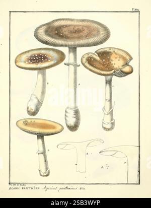 Figures des Champignons Servant de supplément aux Planches de Bulliard Paris Meilhac 1839-1842. Die Abbildung zeigt eine detaillierte Untersuchung verschiedener Pilzarten aus der Gattung Agaricus, insbesondere Agaricus pantherinus. Jeder Pilz ist realistisch dargestellt und zeigt verschiedene Merkmale wie die Kappenform, Kiemen und Stängelstruktur. Die Pilze sind so angeordnet, dass ihre einzigartigen Eigenschaften hervorgehoben werden, wobei die verschiedenen Teile und Variationen auf Etiketten gekennzeichnet sind. Zusätzlich wird die Abbildung angezeigt Stockfoto