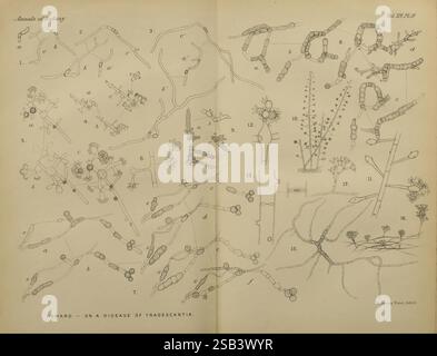 Annalen der Botanik, London, Botanik, Zeitschriften, Pflanzen. diese Abbildung zeigt eine Reihe von detaillierten botanischen Diagrammen und Skizzen im Zusammenhang mit der Untersuchung von Tradescantia und seinen damit verbundenen Krankheiten. Jede beschriftete Abbildung zeigt verschiedene mikroskopische Strukturen, einschließlich Pflanzenzellen und Krankheitserregern, und hebt deren Formen und Anordnung hervor. Die nummerierten Abschnitte veranschaulichen verschiedene Aspekte der Pflanzenanatomie, Krankheitsmanifestationen und möglicherweise den Lebenszyklus der Erreger, die Tradescantia beeinflussen. Die komplizierten Linien und Beschriftungen tragen zu einem wissenschaftlichen Verständnis der Relationshi bei Stockfoto