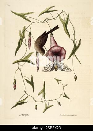 Die natürliche Geschichte von Carolina, Florida, und, die Bahama, Inseln, London, gedruckt, für C. Marsh, 1754, Bahamas, Natur, Geschichte, vor Linnean, Arbeiten, Süden, bundesstaaten, Mark, Catesby, Georgia, Florida, South, Carolina, North, Carolina, Ornithologie, Vögel, Botanik, Pflanzen, Blumen, Entomologie, Ipomoea, sagittata, Salzmarsch, Morgen, Ruhm, Hypercompe, Scribonia, Riese, Leopard, Motte, Spizella, passerina, Chipping, Spatzen, Catesby, eine zarte Komposition besteht aus einer schlanken Rebe, die mit sich kräuselnden Ranken und blühenden Blumen verziert ist. An der Rebe hängt ein brauner Vogel, bekannt als der Humming Stockfoto
