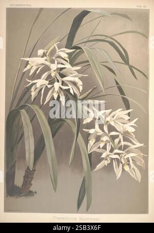 Reichenbachia, St. Albans, London, New York, F. Sander & Co, Orchid Growers & Importers, H. Sotheran & Co, I. Forstermann, 1888-1890. Orchidaceae, Henry Frederick Conrad Sander, Orchideen, Botanik, Blumen, Taxonomie: Family= Orchidaceae, Henry George Moon, Cymbidium mastersii, dieses Kunstwerk zeigt eine delikate Darstellung von Cymbidium Mastersii, einer exquisiten Orchideenart. Die Komposition fängt eine Ansammlung eleganter, weißer Blüten ein, die sich durch ihre komplizierten Details und ihre anmutige Form auszeichnen. Um die Blüten herum befinden sich längliche, grüne Blätter, die einen lebhaften Kontrast zu den weichen Farbtönen des bilden Stockfoto