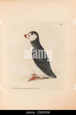 The Birds of Great Britain, 1795–1801, Museum of Comparative Zoology, Eine detaillierte Abbildung eines Papageientauchers, die seine Besonderheiten zeigt. Der Vogel steht im Profil, mit einem auffälligen schwarz-weißen Gefieder. Sein großer, farbenfroher Schnabel ist deutlich sichtbar, mit einer satten orange-roten Farbe und einem hellgelben Fleck in der Nähe der Spitze. Die Augen des Papageientauchers sind rund und dunkel und vermitteln ein Gefühl von Wachheit. Er hat kräftige, orangene Füße, die zu seinem charakteristischen Aussehen beitragen. Der Hintergrund ist einfach und unauffällig, sodass die lebendigen Details des Papageientauchers auffallen und ihn zu einem capt machen Stockfoto