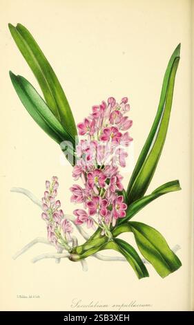 Paxton's Magazine of Botany, London, Orr and Smith, Botanik, Zeitschriften, Blumen, Stiele, Blätter, Eine wunderschön illustrierte Darstellung von Saccolabium ampullaceum, die seine zarten Gruppen rosa Blumen zeigt. Die Blüten sind detailreich und betonen ihre einzigartige Form und ihre lebendige Farbe, während langgezogene, glänzende Blätter die Komposition einrahmen und der botanischen Studie Tiefe verleihen. Die Gesamtpräsentation betont die Eleganz und Komplexität dieser besonderen Orchideenart und macht sie zu einer exquisiten Darstellung floraler Kunst. Stockfoto