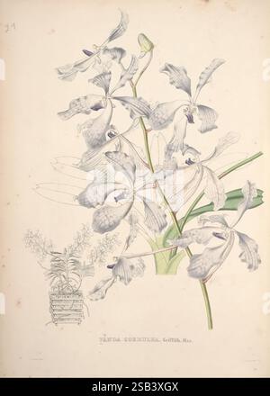 Pescatorea, Bruxelles, M. Hayez, 1860, Orchidaceae, eine delikate Darstellung der Orchidee Vanda Cochinchinensis mit ihren komplizierten Blütenblättern und lebendigen Details. Die florale Illustration zeigt mehrere Blüten, die sich durch ihre einzigartigen Formen und dezenten Farbvariationen auszeichnen. Unterhalb der primären Blume ist eine kleinere Gruppe von Orchideen dargestellt, zusammen mit einer Topfdarstellung, die das Wachstum und die natürliche Schönheit der Pflanze unterstreicht. Die Liebe zum Detail unterstreicht die Textur der Blütenblätter und die Eleganz der Stiele und fängt das Wesen dieser exquisiten Art ein. Stockfoto