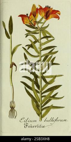 Plantarum indigenarum et exoticarum icones ad vivum coloratae, oder, Sammlung nach der Natur gemalter Abbildungen inn- und ausländischer Pflanzen, für Liebhaber und Beflissene der Botanik, plants, Fast, Botany, Lilium bulbiferum, Bildwerke, Lilium bulbiferum, die Illustration zeigt eine detaillierte Darstellung von *Lilium bulbiferum*, allgemein bekannt als die Feuerlilie. Auf der linken Seite ist die Glühlampe der Pflanze dargestellt, die ihre verwurzelte Struktur veranschaulicht. Der mittlere Teil hat einen hohen, schlanken Stiel mit langen grünen Blättern. Oben blühen leuchtende orange Blüten, die Striki zeigen Stockfoto