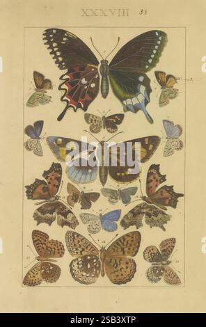 Schmetterlinge, Manuskript, [zwischen 1873 und 1883?], Schmetterlinge, Lebenszyklen, Manuskripte, Bildwerke, Insekten, Schmetterlinge, Eine wunderschön angeordnete Illustration mit einer Vielzahl von Schmetterlingen, die jeweils mit komplizierten Details und leuchtenden Farben dargestellt werden. Die Ausstellung zeigt große Schmetterlinge oben mit auffälligen Mustern und lebhaften Farbtönen, gefolgt von einer Reihe kleinerer Arten unten, die eine Reihe von Formen und Designs zeigen. Jeder Schmetterling ist mit Zahlen gekennzeichnet, die seine verschiedenen Sorten hervorheben. Die Komposition spiegelt die zarte Schönheit dieser Insekten wider und fängt ihre Einzigartigkeit ein Stockfoto