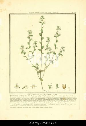 Herbier de la France, Paris, Chez l'auteur, Didot, Debure, Belin, 1780-93, Frankreich, Pilze, Heilpflanzen, Bildwerke, Pflanzen, giftige Pflanzen, die Illustration zeigt eine zarte Pflanze mit der Aufschrift „Euphrasia officinalis“, allgemein bekannt als Augentrost. Der Hauptpflanzenstamm steht aufrecht und ist mit kleinen ovalen Blättern und einer Gruppe von zierlichen Blüten verziert, die komplizierte Details zeigen. Um den Stamm herum befinden sich verschiedene botanische Studien, einschließlich individueller Darstellungen der Blüten und einer genauen Untersuchung der Blumenanatomie, die Teile wie Sepalen und Staubgefäße aufzeigen. Unten, A Stockfoto