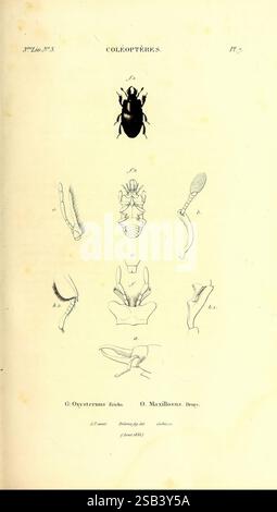 Gattungen des Insektes Exposition détaillée de tous les caractères propres à chacun des Genres de cette classe d'animaux Paris, Méquignon-Marvis, 1835-1838, Klassifikation, Insekten, Bildwerke, die Illustration zeigt detaillierte wissenschaftliche Darstellungen verschiedener anatomischer Teile der Art Oxycarenus, einer Art Käfer. In der Mitte oben wird eine komplette Silhouette des Käfers präsentiert, die seine charakteristische Form zeigt. Nachfolgend finden Sie aufwändig beschriftete Zeichnungen verschiedener anatomischer Merkmale, einschließlich Mundteile, Antennen und Beine. Jeder Abschnitt bietet eine klare Sicht und betont die Uni Stockfoto