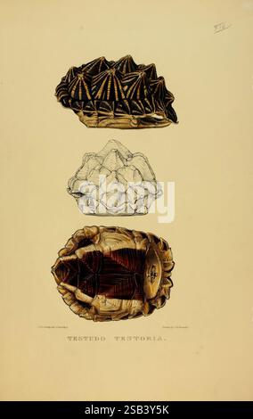 Schildkröten, Terrapins, Schildkröten, London, Paris, Frankfurt, H. Sotheran, J. Baer & Co, 1872, Schildkröten, Terrapin, Testudinidae, Psammobates, Tentorius, Pictorial Works, Psammobates Tentorius, die Illustration zeigt drei verschiedene Schildkrötenmuscheln, von denen jede sorgfältig detailliert ist, um ihre einzigartigen Texturen und Muster hervorzuheben. Die Oberschale verfügt über eine raffinierte Anordnung von Stacheln und Graten, die komplexe natürliche Designs demonstrieren. Die mittlere Schale zeigt eine glattere Oberfläche mit einer gleichmäßigeren Form, die eine subtile Anordnung von Markierungen aufweist. Die untere Schale ist durch ihr dunkles c gekennzeichnet Stockfoto