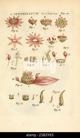 Illustratio systematis sexualis Linnaeani Francofurti ad Moenum, Varrentrapp et Wenner, 1789., die Illustration zeigt eine Vielzahl von Pflanzenarten, die sich hauptsächlich auf die Gattung Sempervivum konzentrieren. Jede Abbildung ist sorgfältig beschriftet, mit numerischen Beschriftungen, die auf einzelne Proben hinweisen. Das Arrangement umfasst verschiedene Formen von Blumen und Blättern, die ihre einzigartigen Strukturen und Details hervorheben. Blumenpartien wie Blütenblätter, Sepalen und Fortpflanzungsorgane stehen im Mittelpunkt, wissenschaftliche Darstellung der Pflanzenmorphologie. Die Darstellung fängt die komplizierte Schönheit der Natur ein Stockfoto
