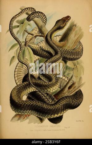 Beiträge zur Naturgeschichte von Labuan und den angrenzenden Küsten von Borneo, London, J. Van Voorst, [1855], Naturgeschichte, Borneo, Labuan, Dendrophis Paradisei, eine detailreiche Darstellung eines Dendrophis Paradieses, bekannt als die Paradies-Baumschlange. Die Schlange ist elegant um einen Zweig gewickelt und zeigt ihre leuchtenden grünen und gelben Skalen, die einen auffälligen Kontrast zu den gedämpften Tönen der Umgebung bilden. Das Kunstwerk fängt die anmutigen Kurven des Schlangenkörpers ein und offenbart seine lange Form und markante Markierungen. Üppiges Laub im Hintergrund fügt eine nat hinzu Stockfoto