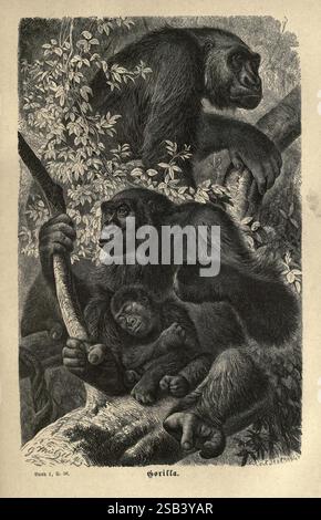Brehms thierleben, Allgemeine Kunde des Thierreichs, Leipzig, Verlag des Bibliographischen Instituts, 1876-1879, Gorilla, Zoologie, Tierverhalten Woods Hole, Eine detaillierte Illustration einer Familie von Gorillas in natürlicher Umgebung. Die Szene zeigt mehrere Gorillas, die zwischen den Bäumen interagieren und ihre charakteristischen Ausdrücke und Haltungen hervorheben. Ein erwachsener Gorilla steht auf einem Ast und blickt nachdenklich, während ein anderer einen jungen Gorilla nahe an seiner Brust legt und die Bindung zwischen ihnen betont. Das üppige Laub bietet eine Kulisse, die das Gefühl ihres Lebensraums verstärkt. Stockfoto