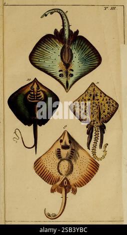 Unterhaltungen aus der Naturgeschichte, Augsburg, Engelbrecht, 1799-1800, Naturgeschichte, Fische, diese Abbildung zeigt vier verschiedene Arten von Rochen, die ihre einzigartigen Formen und Muster zeigen. Oben links ist ein Strahl mit einem flachen Körper und ausgeprägten Augen dargestellt, der durch eine Kombination aus Grün- und Blautönen hervorgehoben wird. Das zweite Exemplar, das sich oben rechts befindet, zeigt ein komplizierteres Muster mit einem leichteren, gesprenkelten Aussehen. Unten zeigt die dritte Abbildung links einen Strahl mit markanten Markierungen und einer abgerundeten Körperform. Schließlich wird der Strahl unten rechts s angezeigt Stockfoto